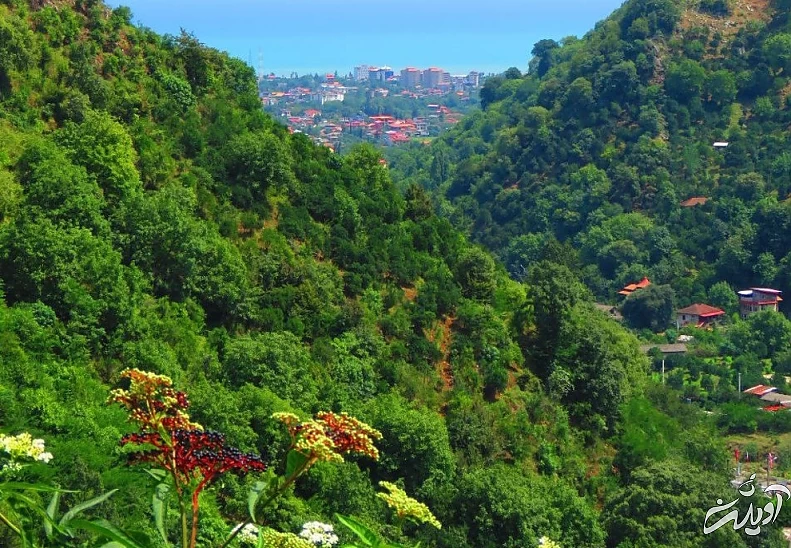 (تصاویر) آرامش جنگلهای زیبای سرولات و جنگسرا